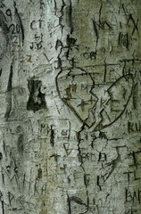 Tree trunk showing initials of couples carved into the bark