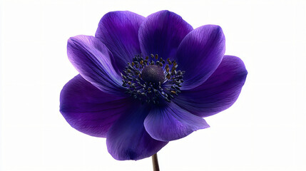 Obraz premium Vibrant deep purple anemone flower isolated on white background