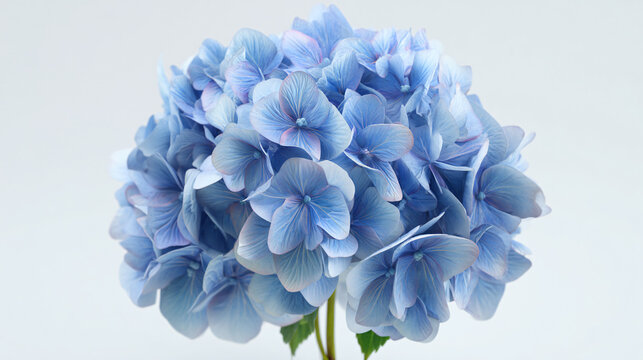 Beautiful light blue hydrangea flower bloom isolated on white background