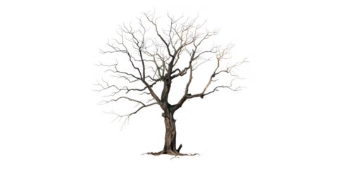 Bare tree with intricate branches isolated on transparent background, showcasing winters stark beauty