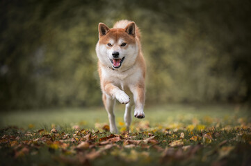 Beautiful Shiba Inu dog running forward through autumn leaves on grass with blurred background
