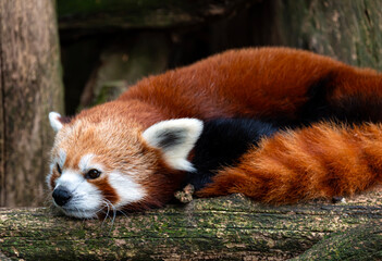 Red Panda Lying Down