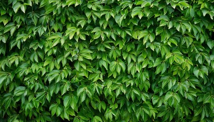 Green Vine Wall Texture Tropical Background