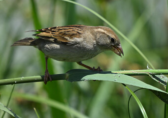 Spatz im Schilf