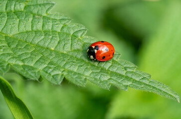 Obraz premium Marienkäfer (Coccinella septempunctata)