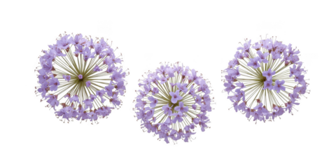 Three allium flowers isolated on transparent background, showcasing their delicate purple petals