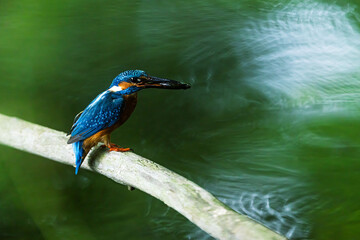 Focused Common Kingfisher Alcedo atthis holding small prey above green water