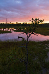 Scenic Sunrise Landscape in Viru Bog, Estonia with Small Pine Tree, Colorful Sky Reflection and Observation Tower Silhouette