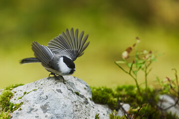 landing marsh tit poecile palustris spreading wings while balancing on mossy rock © michal