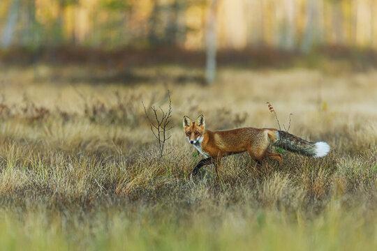 red fox Vulpes vulpes turning head while walking through tall grass meadow