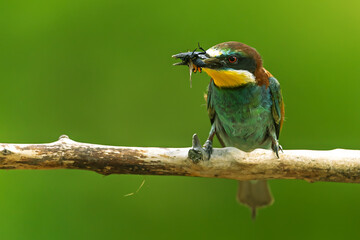 European Bee-eater Merops apiaster gripping several insects on narrow branch