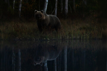 brown bear Ursus arctos standing by dark forest lake during silent night