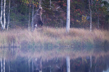 brown bear Ursus arctos standing upright near forest edge above calm lake