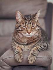 Handsome tabby cat with brown fur is relaxing on a brown color suede sofa. Pet is in fine physical and mental condition and well looked after.