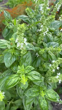 Garden bed with green spicy basil bushes. Purple leaves. Spices. Blooming. For video presentation, advertising. Background. Terraced bed, raised garden. Vertical. Autumn vibes. Close up.