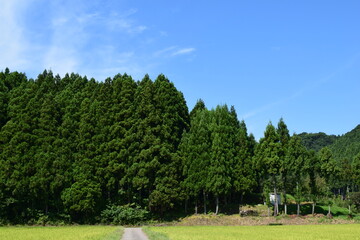 スギの木 針葉樹林