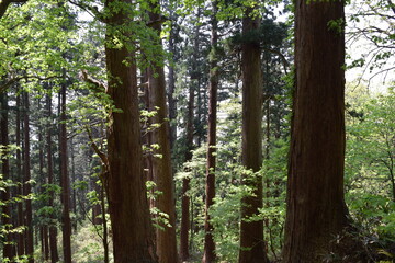 Obraz premium スギの木 針葉樹林