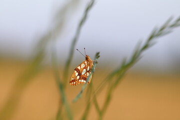 issoria lathonia al tramonto