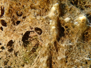 Dead leather sponge (Sarcotragus cf.) undersea, Ligurian Sea, Italy, Imperia
