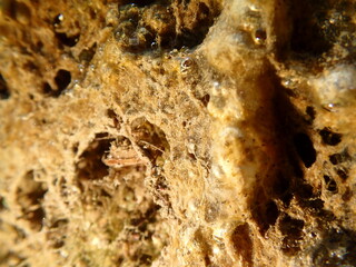 Dead leather sponge (Sarcotragus cf.) undersea, Ligurian Sea, Italy, Imperia