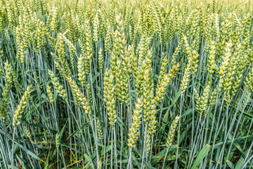 Green wheat plants are standing tall in a farm field, showing the beginning stages of development for an important staple crop and representing agriculture, growth, and sustainable farming