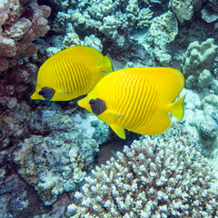 Maskenfalterfisch (Chaetodon semilarvatus)