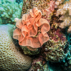 Eierband einer Spanischen Tänzerin