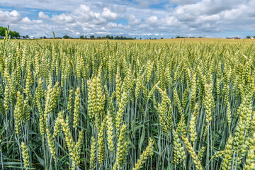 Green wheat field filling the frame, showing developing ears of grain standing tall under a blue...