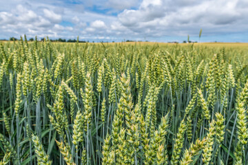 Naklejka premium Green wheat ears stand tall, showcasing natural growth and fresh produce in a vast agricultural field under a partly cloudy blue sky, representing farming, harvest, and rural summer