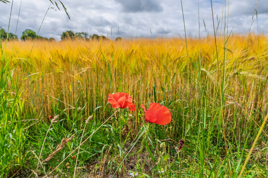 Red poppies stand out against a vast expanse of ripe golden wheat, creating a vibrant contrast in a summer agricultural field under a textured cloudy sky