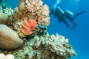 Spanische Tänzerin (Hexabranchus sanguineus)