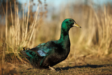 beautiful emerald cayuga duck walking outdoors on a farm