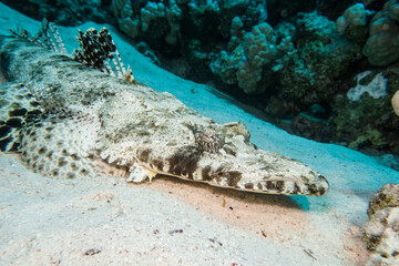 Teppich-Krokodilfisch (Papilloculiceps longiceps)