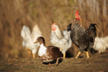 small call duck walking on a farm with chickens
