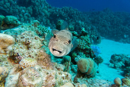 Riesenkugelfisch (Arothron stellatus)