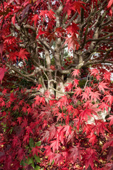 buntes Herbstlaub im Garten