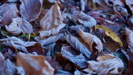 Mit Raureif bedeckte Blätter auf dem Boden.