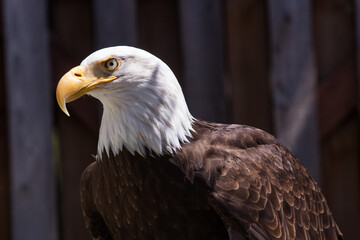 Bold Strong Focused Bald Eagle White Head Sharp Yellow Beak Brown Feathers