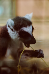 Obraz premium Lemur primate animal closeup feeding wildlife portrait baby eating grass with soft fur and whiskers, close shot showing detailed eyes, mouth and curious hands in natural habitat