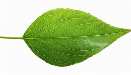 A Green Leaf With A Transparent Background