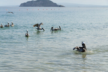 Pelicans floating and flying near coastal buoys