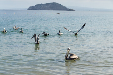 Pelicans floating and flying near coastal buoys