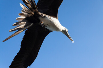 Frigatebird soaring with wings extended against blue sky