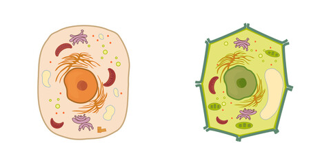 plant and animal cells together and side by side