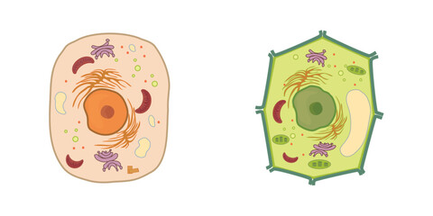 plant and animal cells together and side by side