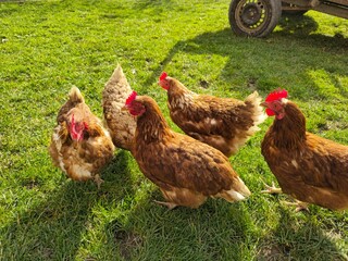 Group of five brown free-range hens standing on lush green grass in bright sunlight; organic poultry farming, healthy domestic animals in a rural environment, high angle view.