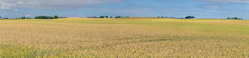 Expansive agricultural landscape showing golden wheat fields ripening under a blue summer sky, with distant farm buildings and scattered trees in the rural Scania region of Sweden