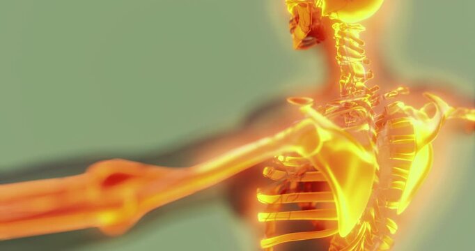 This illustration showcases the anatomy of the human skeleton, focusing on the upper body. It emphasizes the structure of bones and joints, aiding in understanding human physiology.