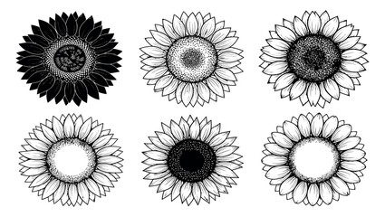 Sunflower sketches hand drawn botanical illustration set in black ink