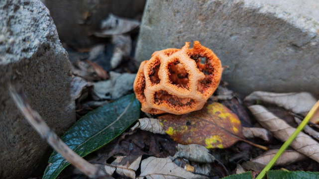 Latticed Stinkhorn Fungus Emerges by the Rocks
